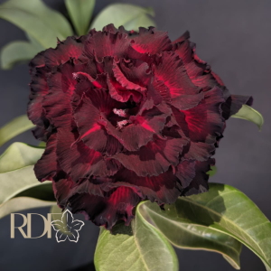 Pré Venda - Rosa do Deserto Bloody Rubi (Vinho)