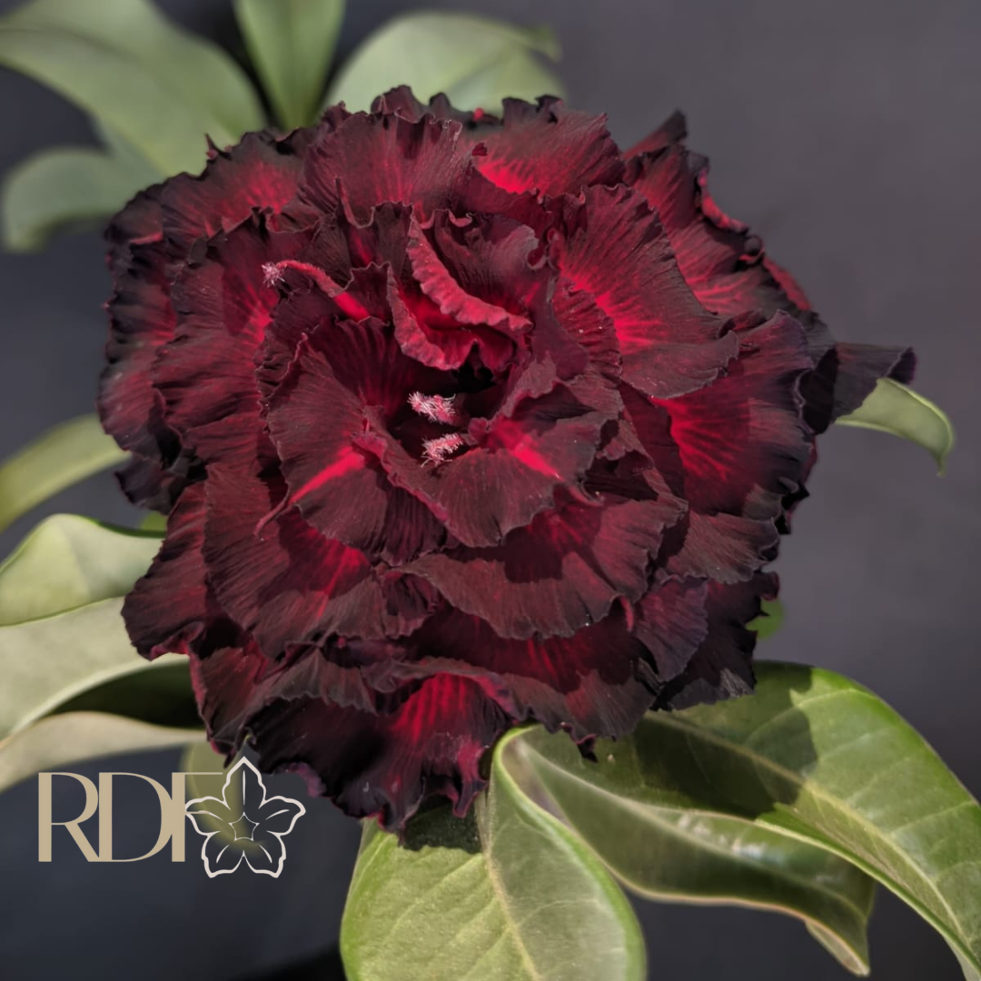 Pré Venda - Rosa do Deserto Bloody Rubi (Vinho) - Imagem 2