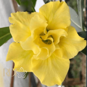 Avaria - Rosa do Deserto Arya