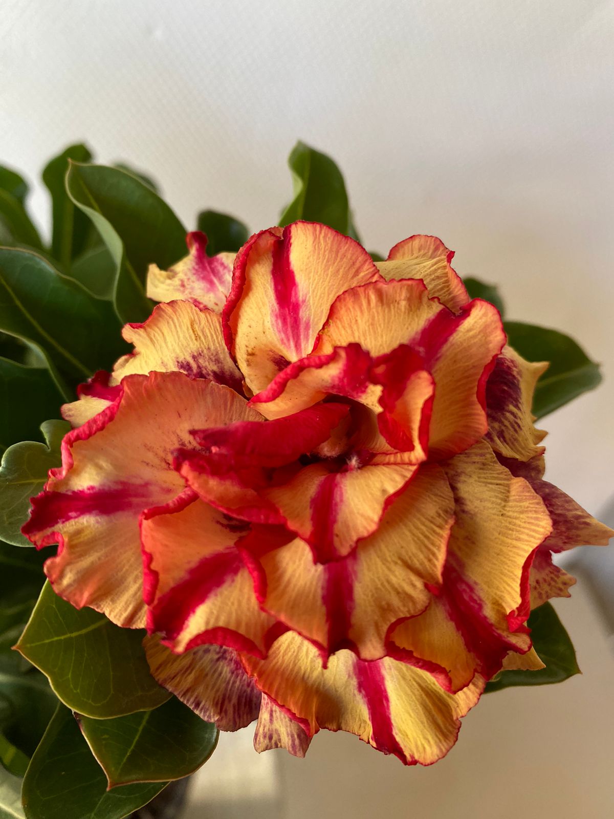 Avaria - Rosa do deserto Eva