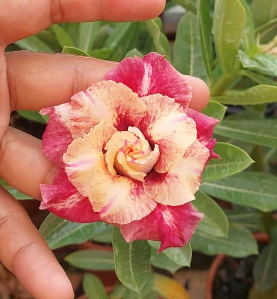 Pré Venda - Rosa do Deserto Camaleoa (Rosa Fotocromática) - Imagem 2