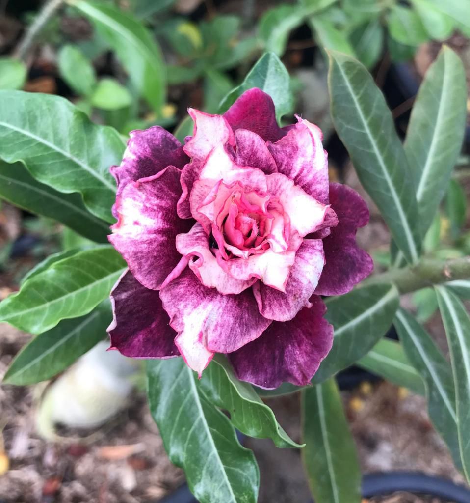 Pré Venda - Rosa do Deserto Dubai (Mesclada)
