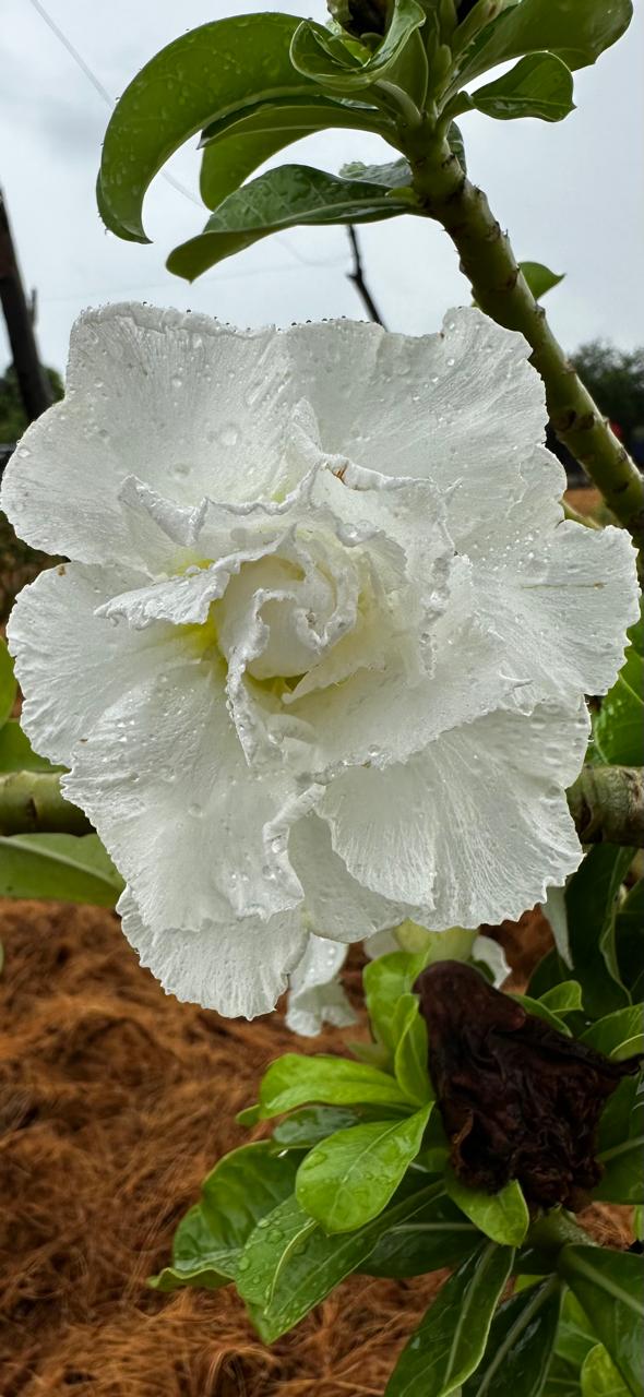 Avaria - Rosa Do Deserto White House
