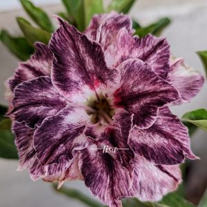 Pré Venda - Rosa do Deserto Arya Roxa (Roxa Mutante)
