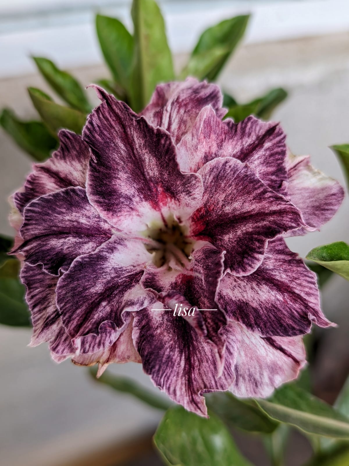 Pré Venda - Rosa do Deserto Arya Roxa (Roxa Mutante)