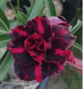 Pré Venda - Rosa do Deserto Ferrari Black (Negra)