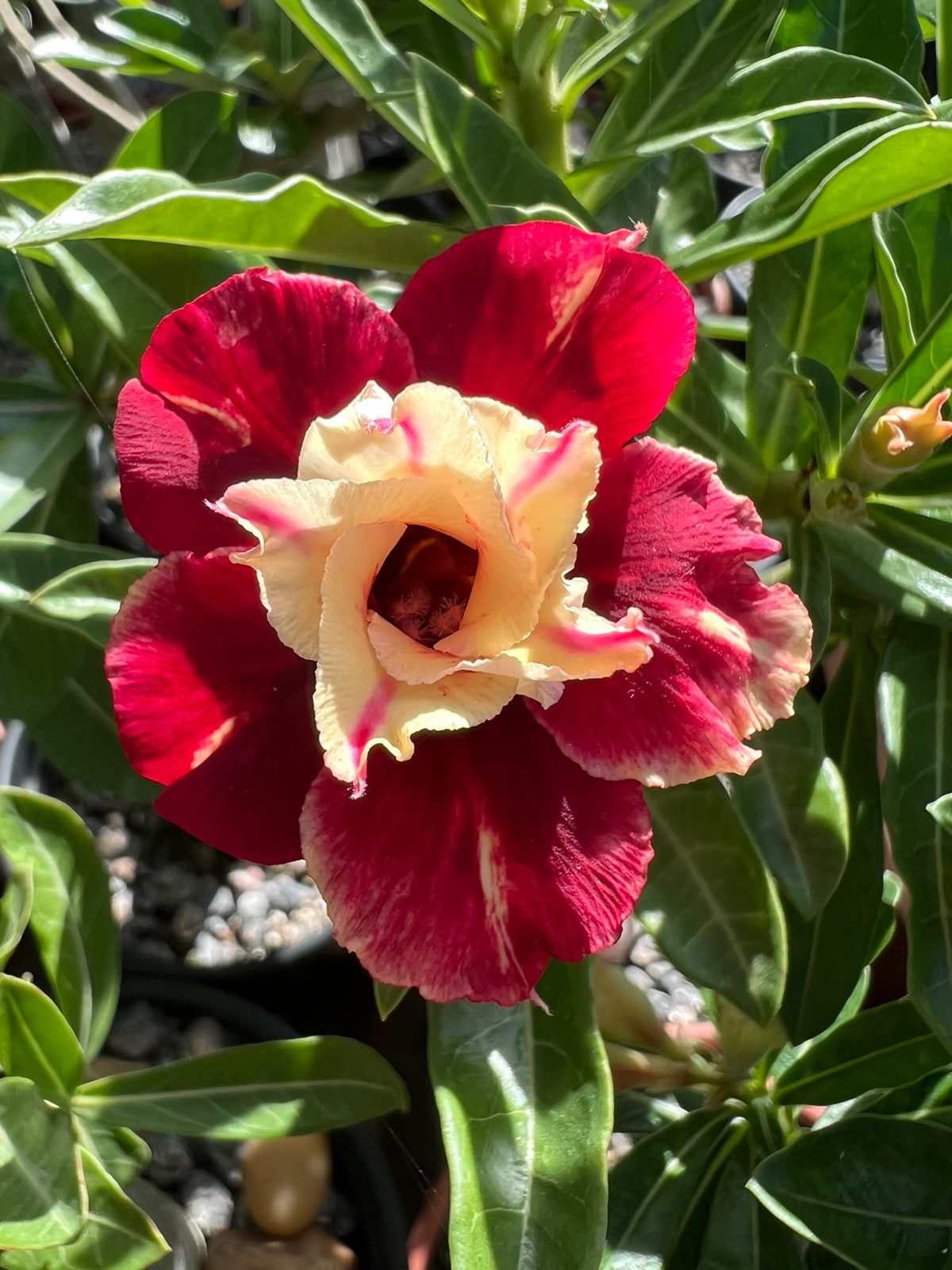 Pré Venda - Rosa do Deserto Fogueira (Vermelha)