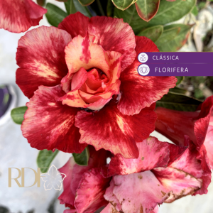 Pré Venda - Rosa do Deserto Julius Caesar (Mesclada Perfumada)