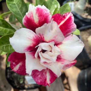 Pré Venda - Rosa Do Deserto Mangosteen