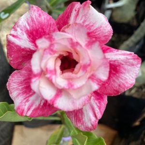 Pré Venda - Rosa Do Deserto Salomé
