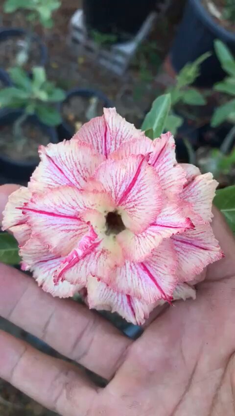 Avaria - Rosa do Deserto Rei Davi 2