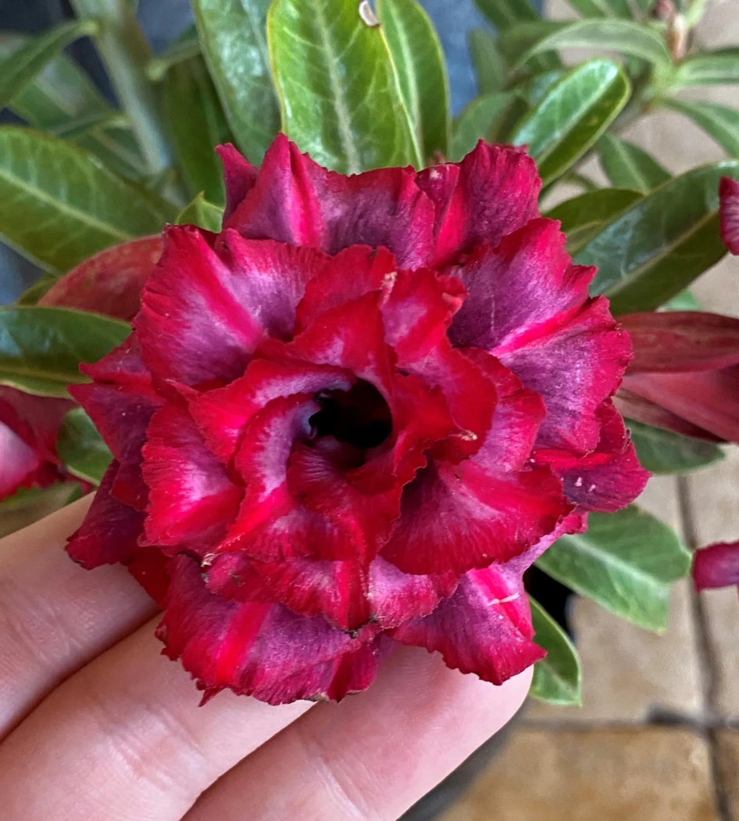 Avaria - Rosa do deserto Mah Nee Nate