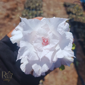 Pré Venda - Rosa do Deserto Snow Pink