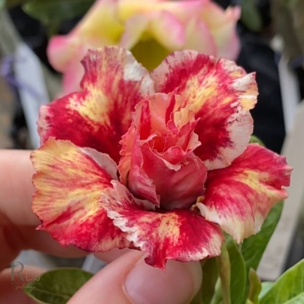 Pré Venda - Rosa do Deserto Linda (Mesclada) - Imagem 2