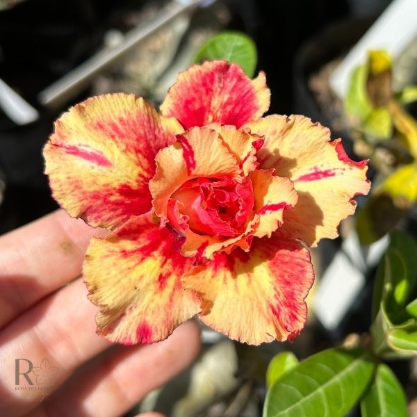 Pré Venda - Rosa do Deserto Linda (Mesclada) - Imagem 3
