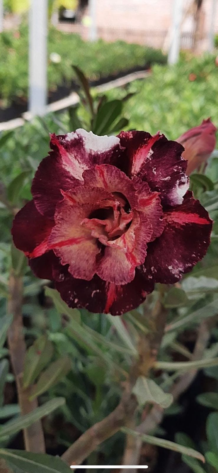 Avaria - Rosa do Deserto Godiva