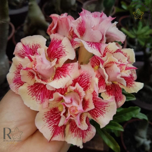 Pré Venda - Rosa do Deserto Chapadense (Mesclada)