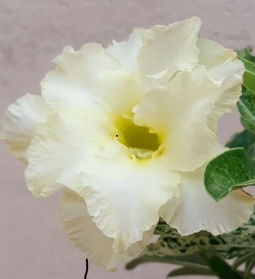 Pré Venda - Rosa do Deserto Variegata Amarela Dobrada