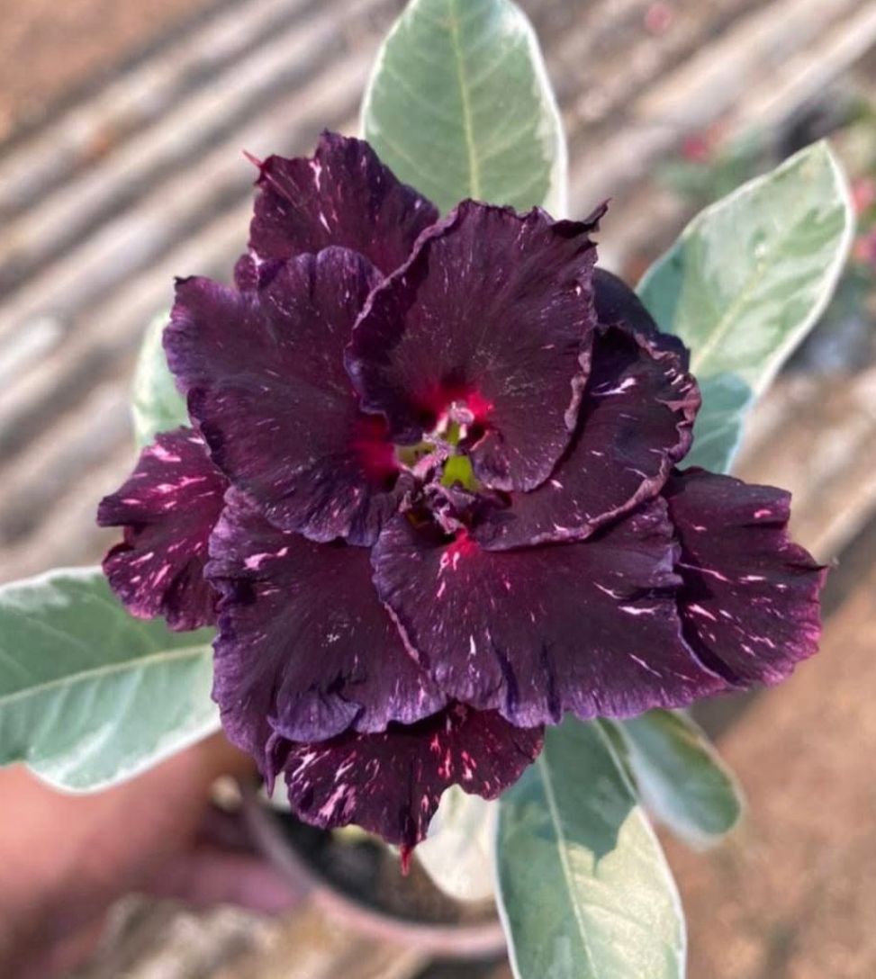 Pré Venda - Rosa do Deserto Céu estrelado Variegata (Vinho Variegata) - Imagem 2