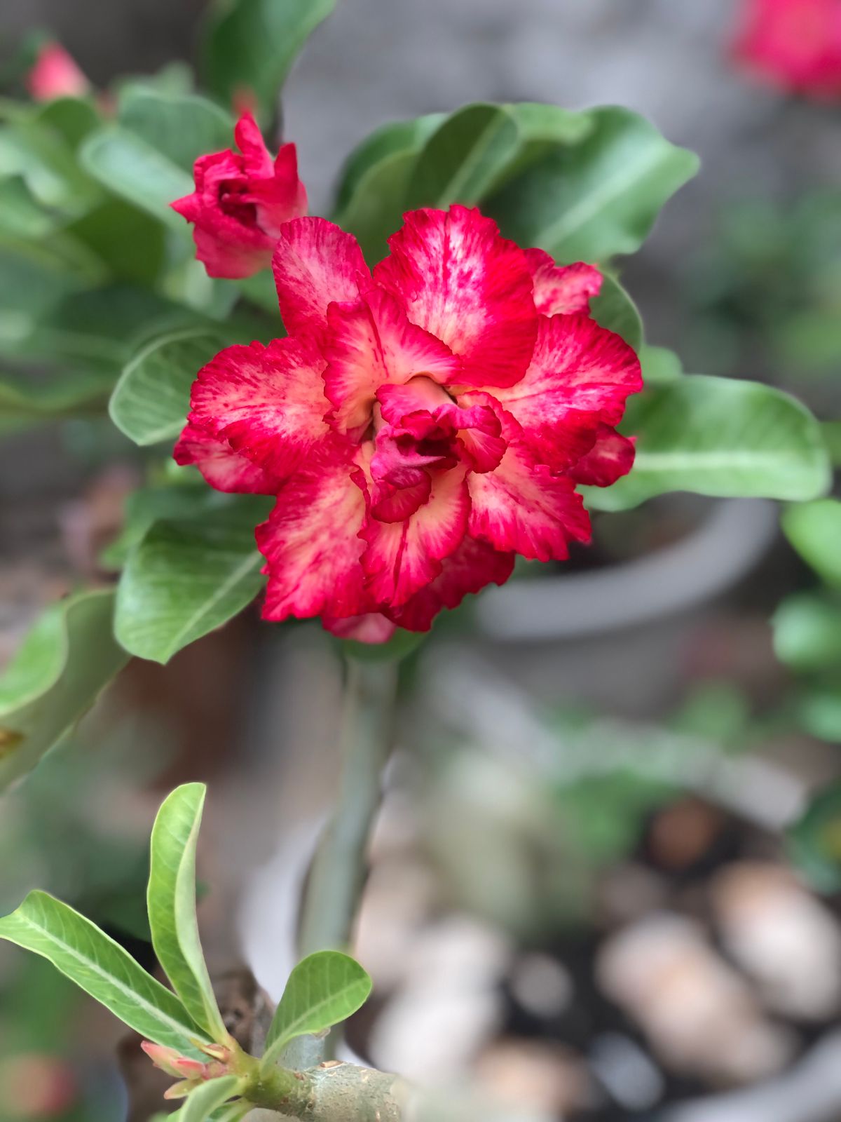Pré Venda - Rosa do Deserto Miss fortaleza