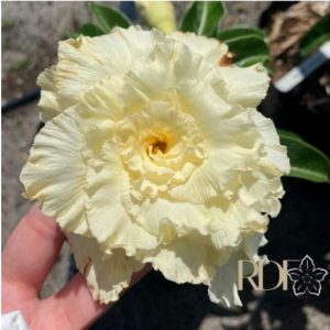 Pré Venda - Rosa do Deserto Pompom