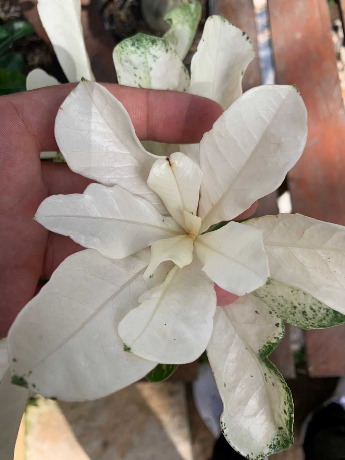 Pré Venda - Rosa do Deserto Variegata Porcelana 2 - Imagem 2