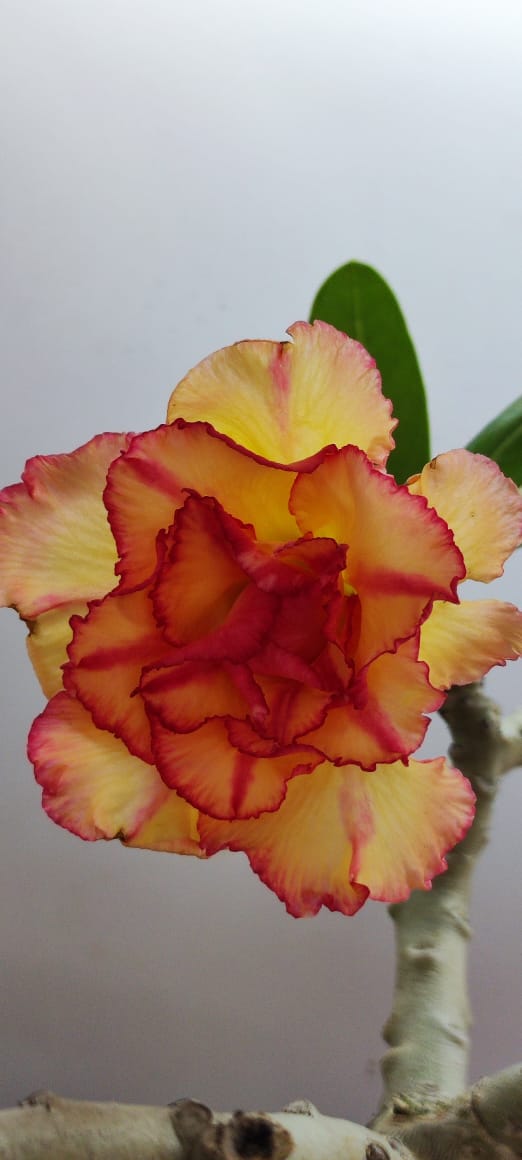 Pré Venda - Rosa do Deserto Miss Fortim