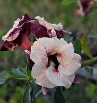 Pré Venda - Rosa do Deserto Luminatang