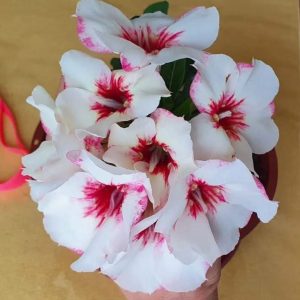 Pré Venda - Rosa do Deserto Lucky White