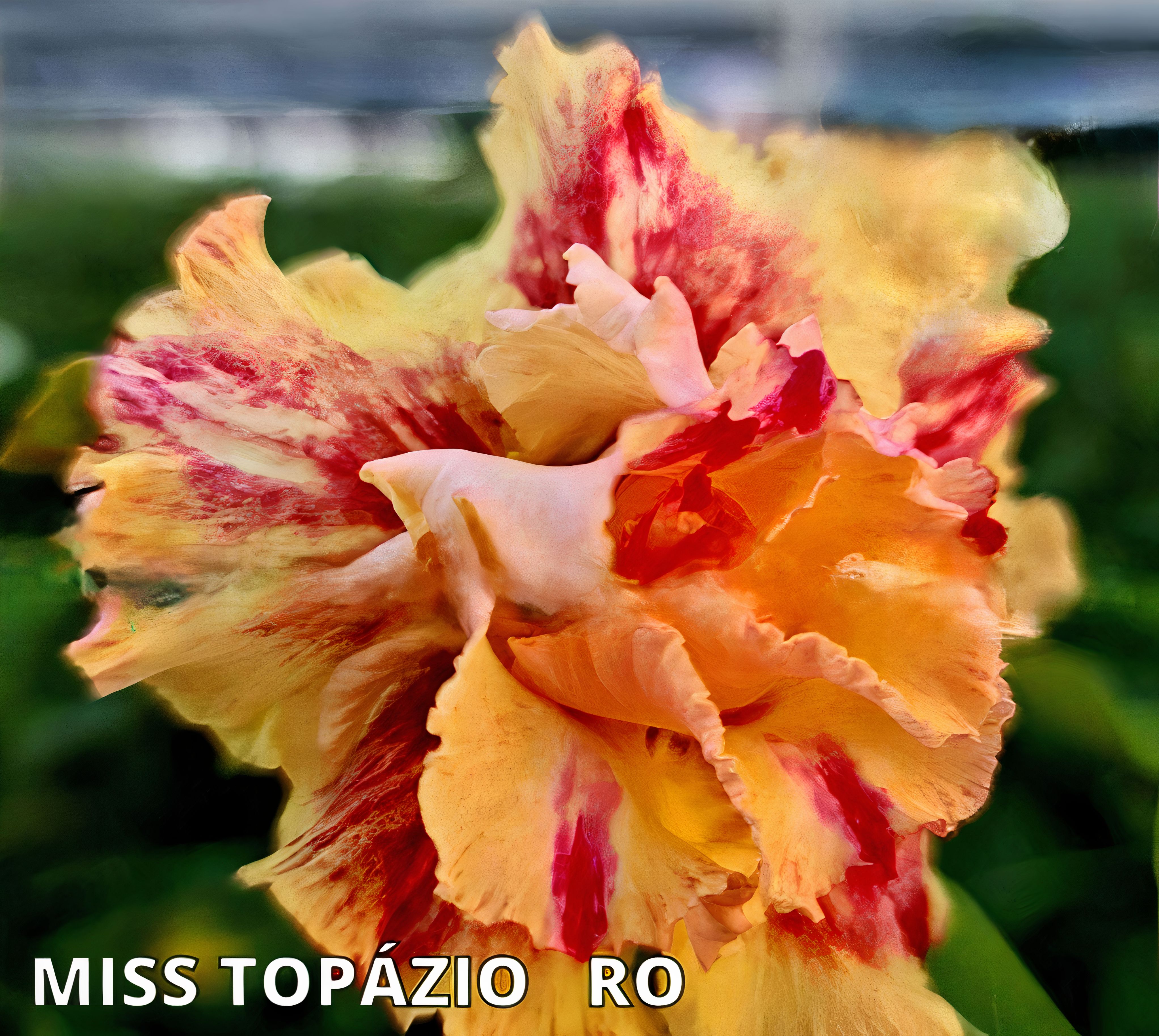 Pré Venda - Rosa do Deserto Miss Topazio - Imagem 2