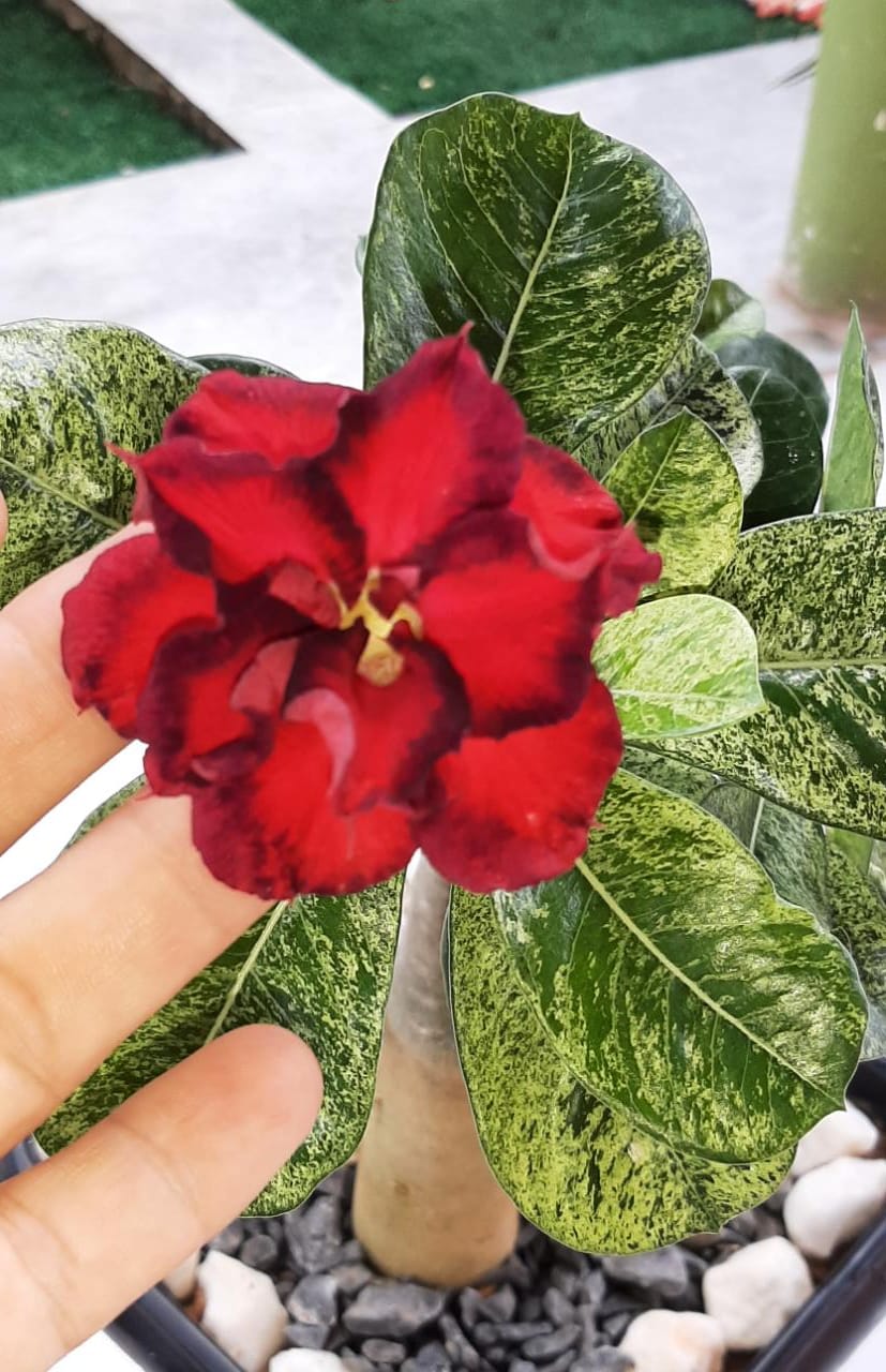 Pré Venda - Rosa do Deserto Variegata 500
