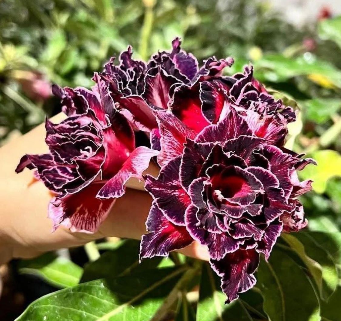 Pré Venda - Rosa do Deserto rihanna - Imagem 2