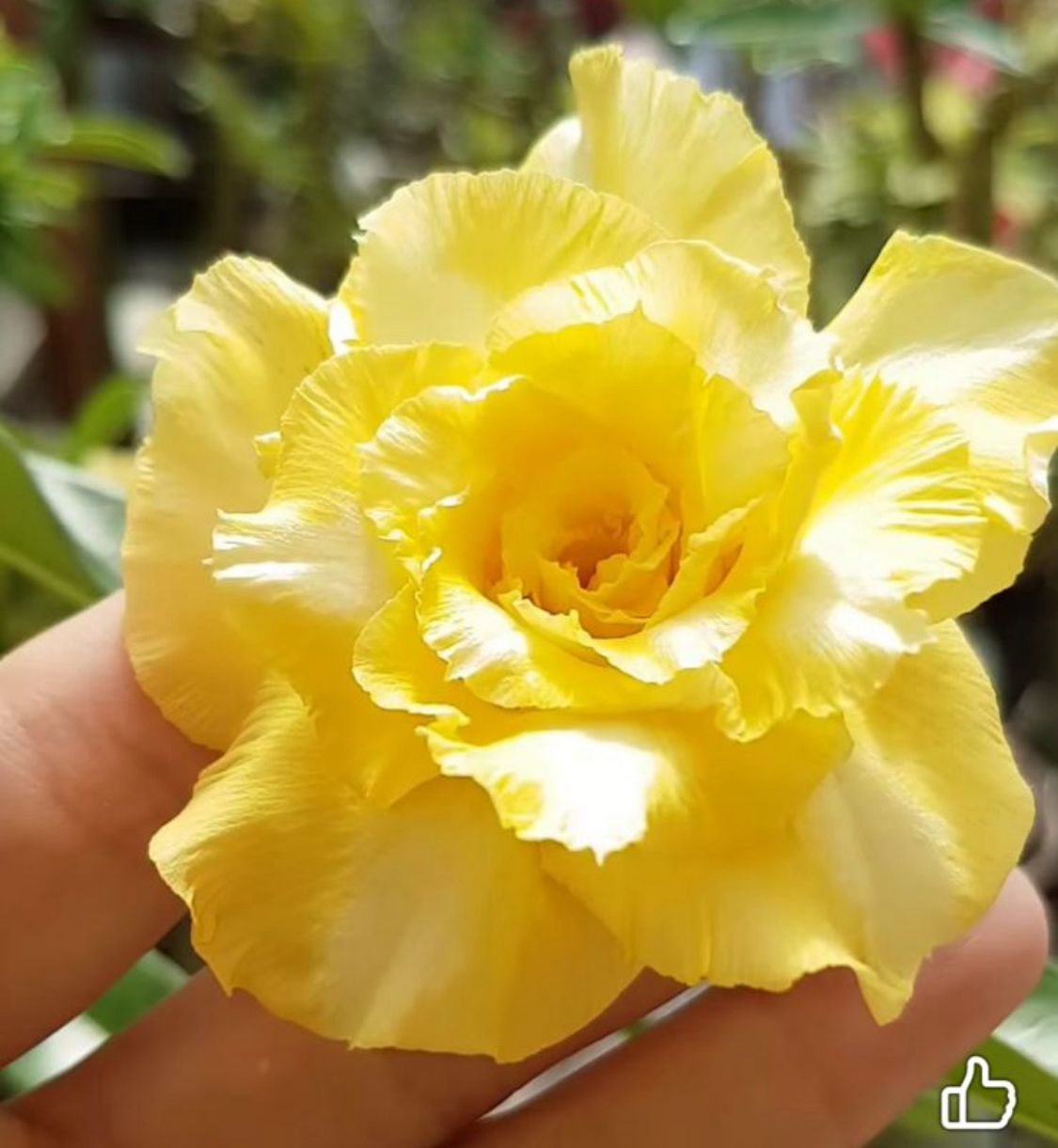 Pré Venda - Rosa do Deserto Zaad