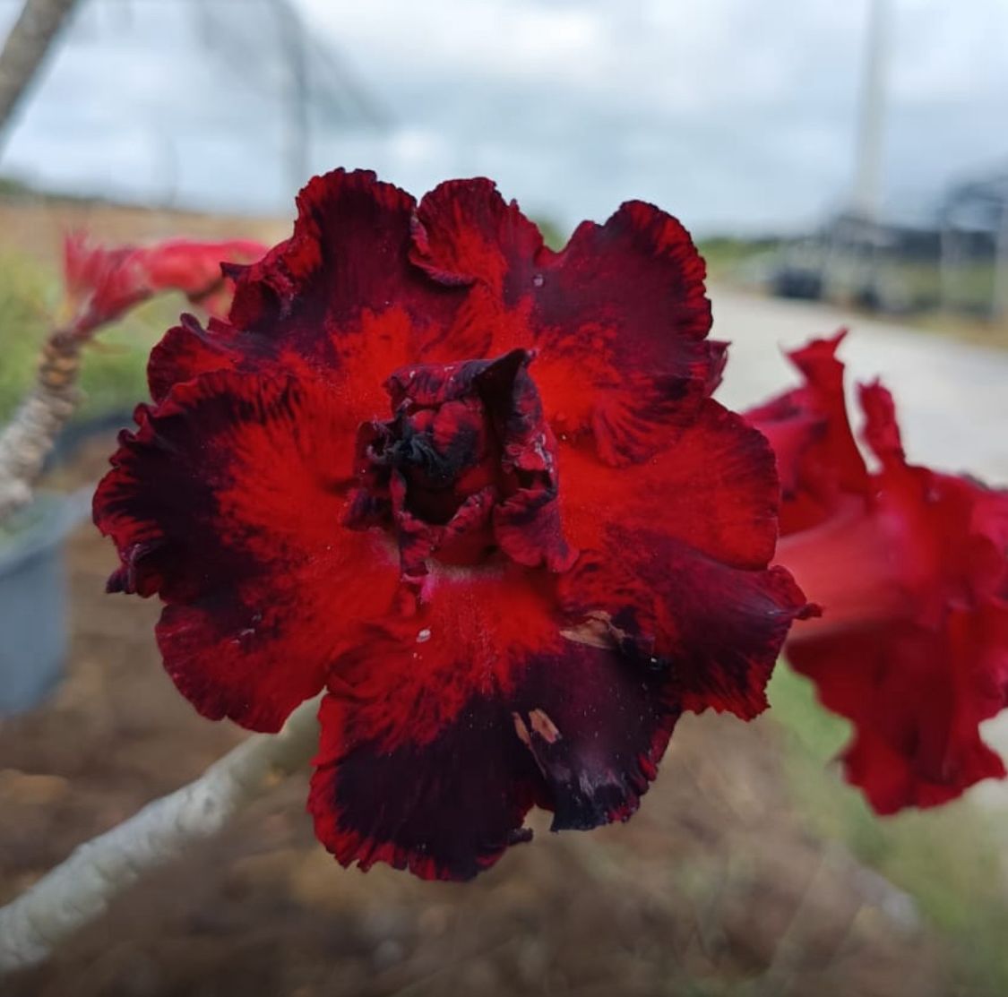 Pré Venda - Rosa do Deserto Morango do Amor (Vermelha Florífera)