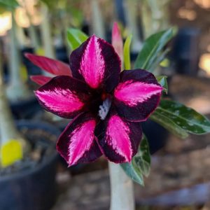 Pré Venda - Rosa do Deserto Black Cherry (Pink Florífera)