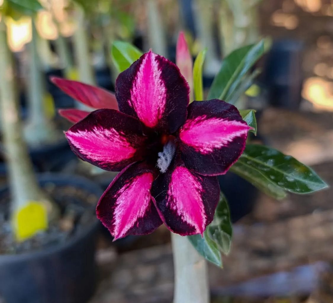 Pré Venda - Rosa do Deserto Black Cherry (Pink Florífera)