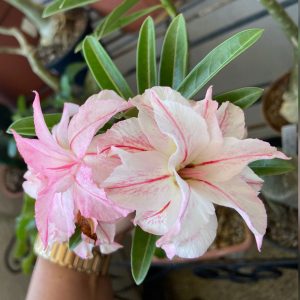 Pré Venda - Rosa do Deserto de neve (Branca)