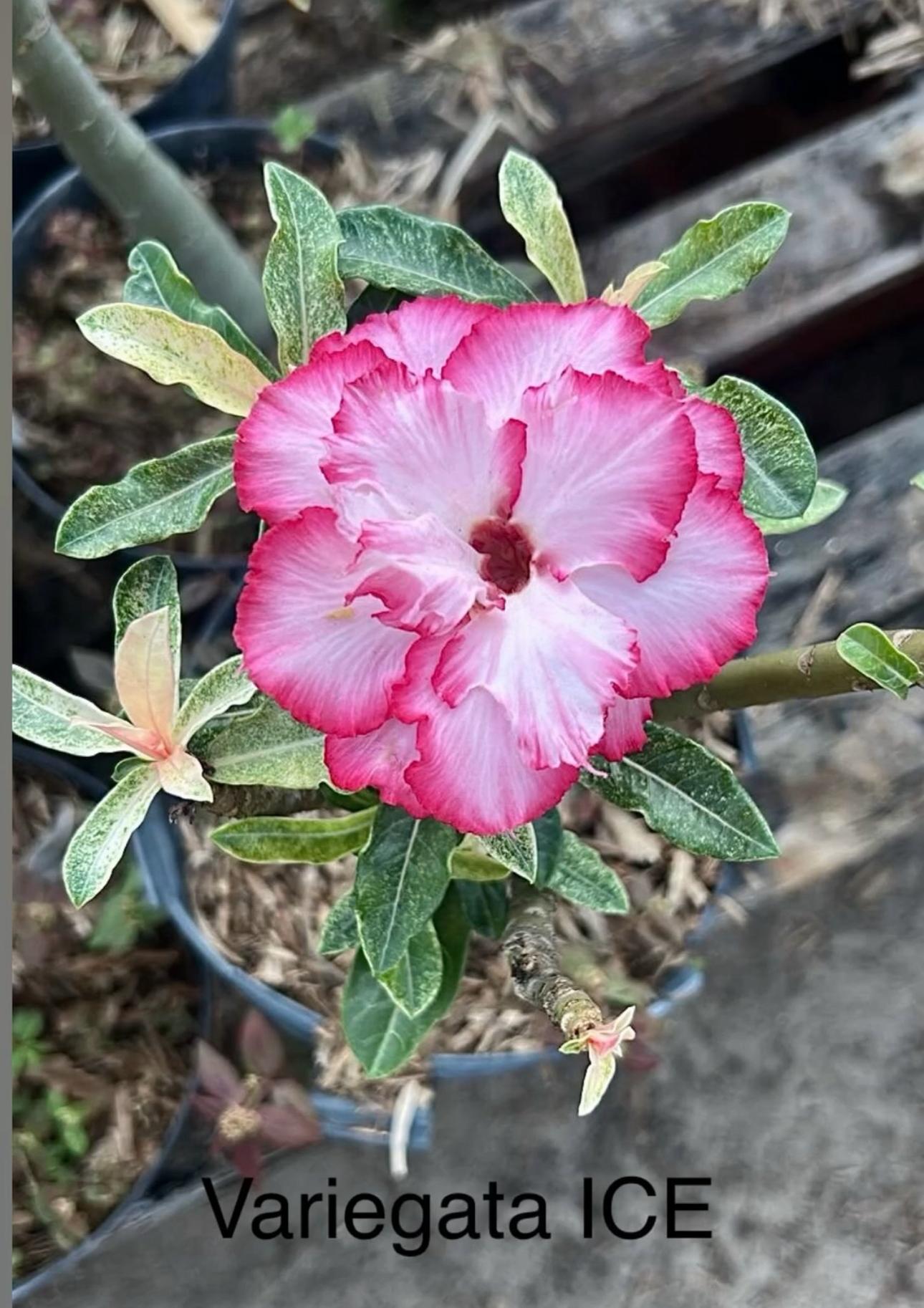 Avaria - Rosa do Deserto Variegata Ice