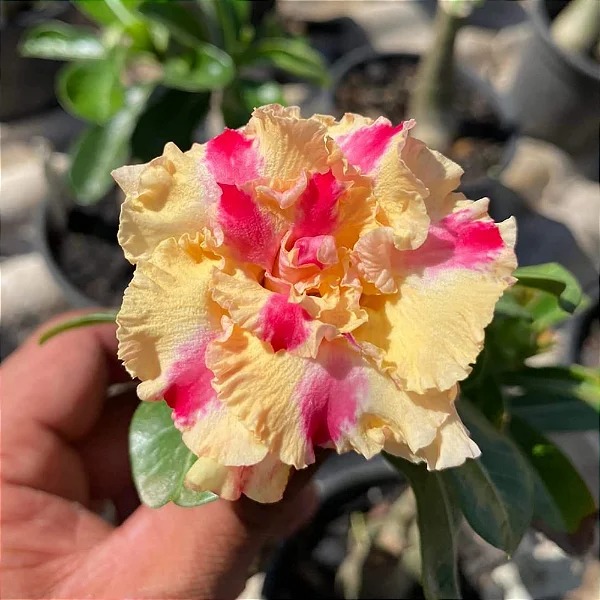 Pré Venda - Rosa do Deserto Miss Topazio