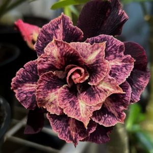 Pré Venda - Rosa do Deserto Crepúsculo RDF (Vinho Perfumada)