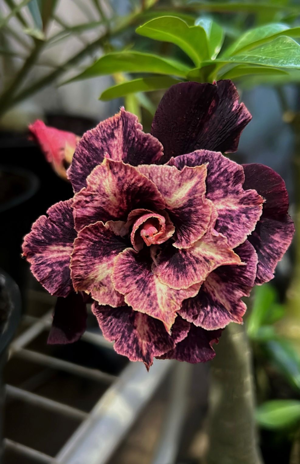 Pré Venda - Rosa do Deserto Crepúsculo RDF (Vinho Perfumada)