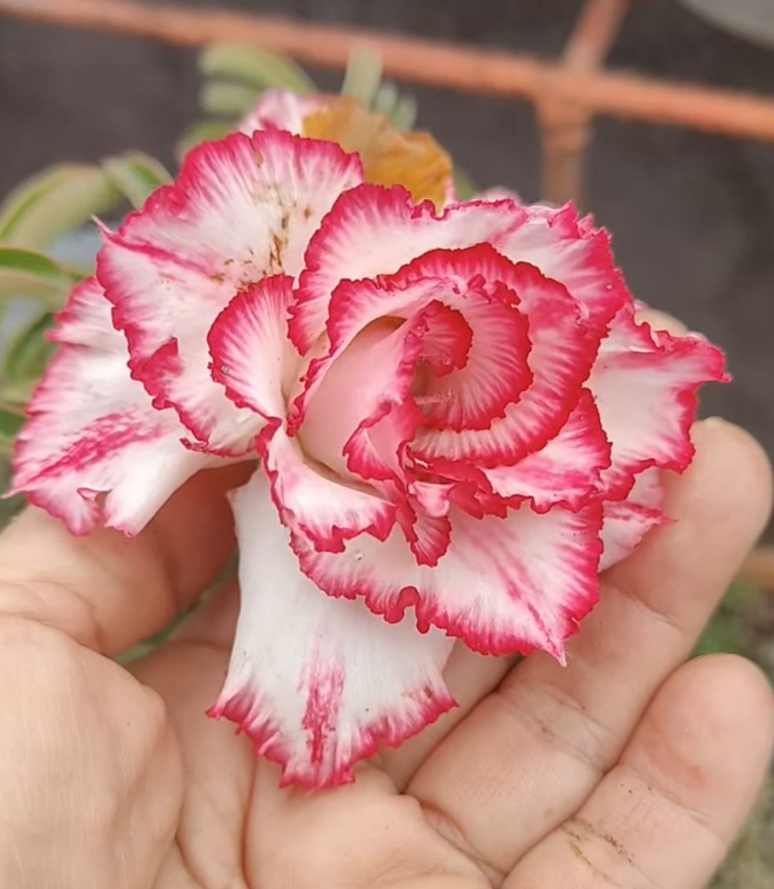 Pré Venda - Rosa do Deserto Cake Tower (Branca, Vermelha Florífera)