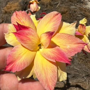 Pré Venda - Rosa do Deserto Chrysanthemus Terrace 2