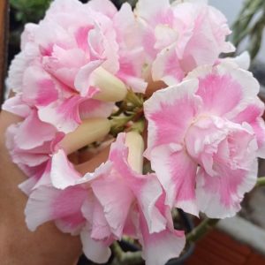 Pré Venda - Rosa do Deserto Laila (Branca Buque)
