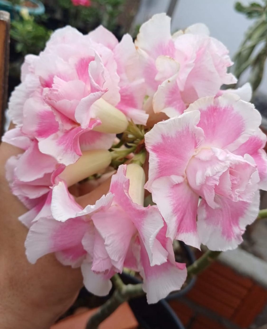 Pré Venda - Rosa do Deserto Laila (Branca Buque)