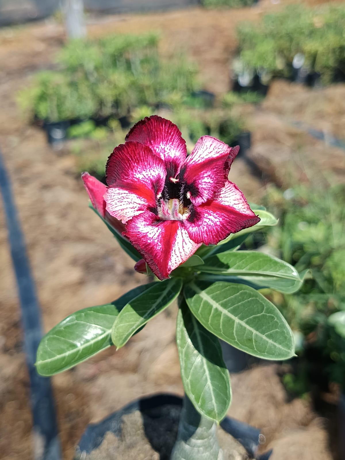 Avaria - Rosa do Deserto Detalhes (Vinho Florífera)