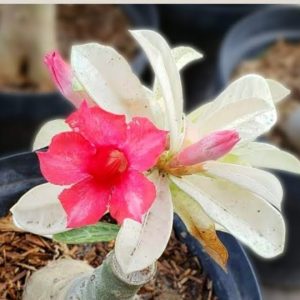 Pré Venda - Rosa do Deserto Variegata Porcelana 2