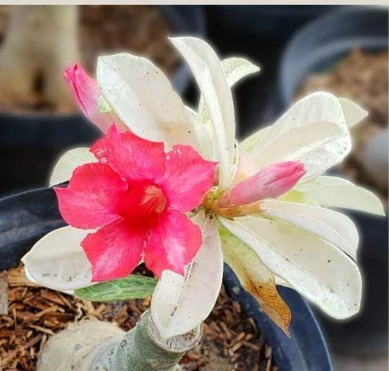 Pré Venda - Rosa do Deserto Variegata Porcelana 2