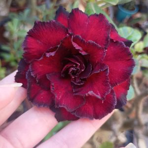 Pré Venda - Rosa do Deserto Black Dragon (Negra)