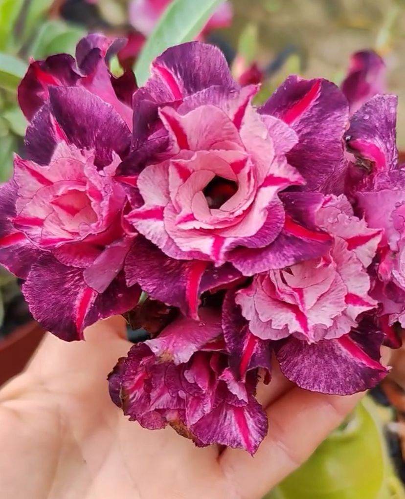 Pré Venda - Rosa do Deserto Miracle